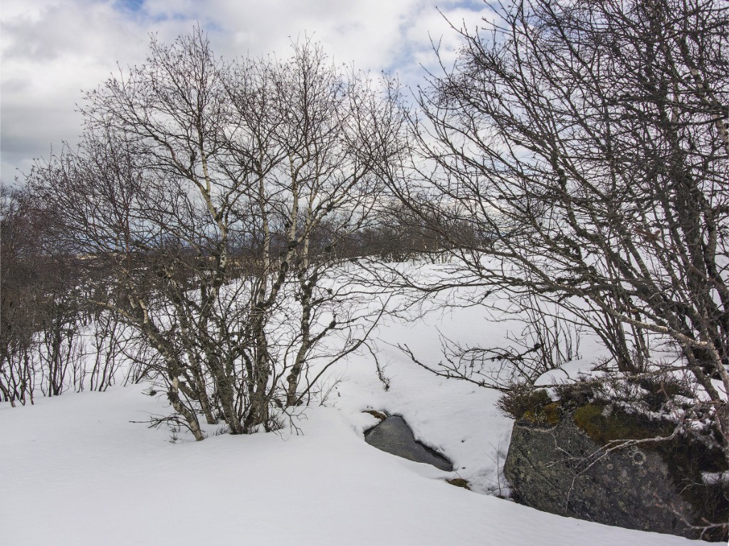 #8 Sous colleigne Sous colleigne