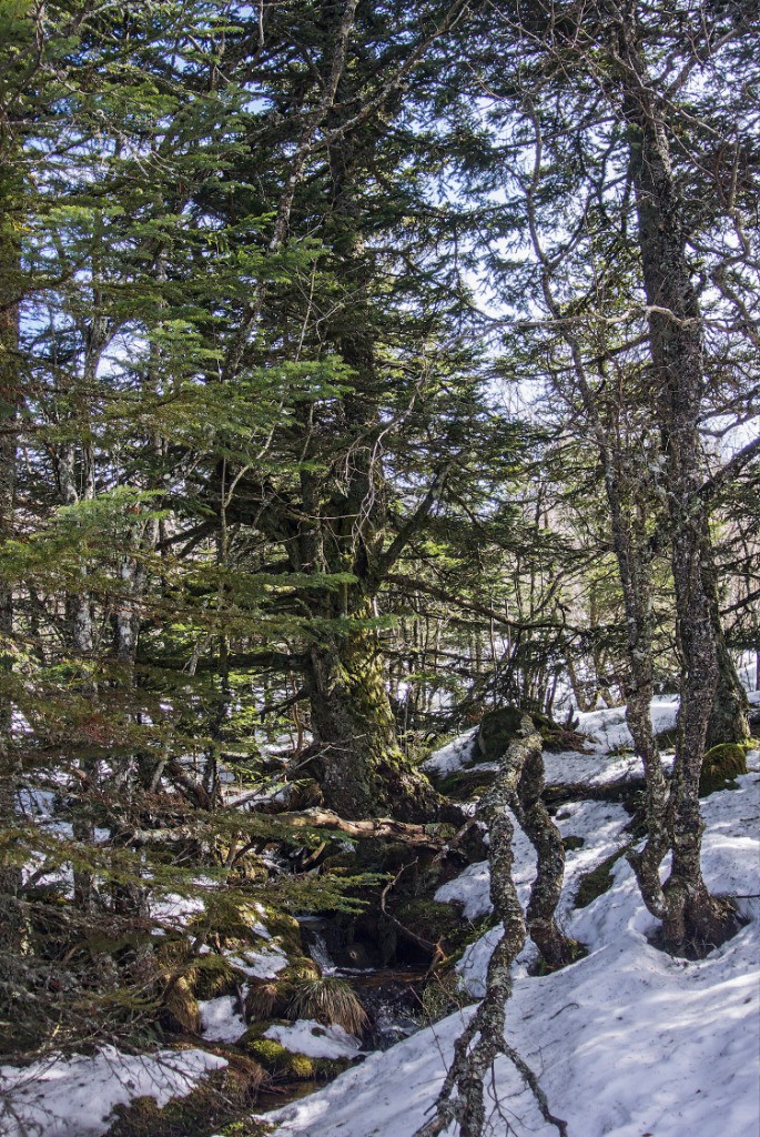 #9 Entrée en forêt: plein de sources c Entrée en forêt: plein de sources c'est beau mais pas cool pour skier