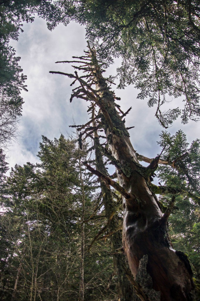 #11 Au coeur de la "Forez" Au coeur de la \