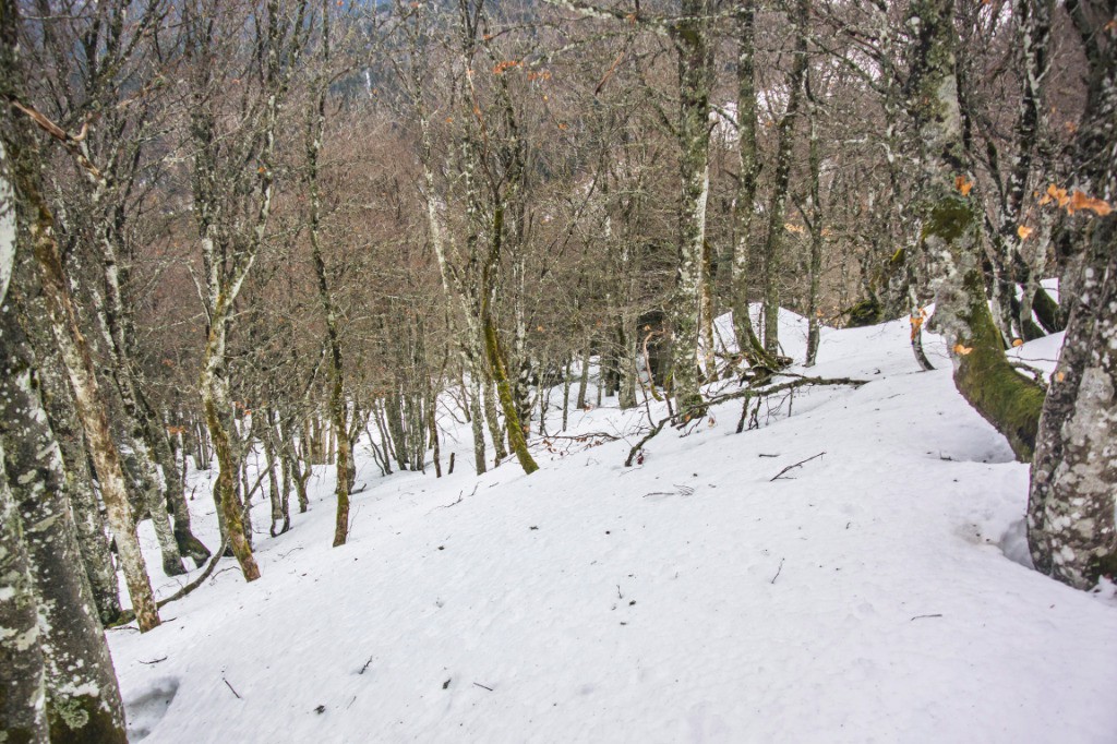 #3 Procher> trouées à la descente (mais passage sanglier plus bas) Procher> trouées à la descente (mais passage sanglier plus bas)