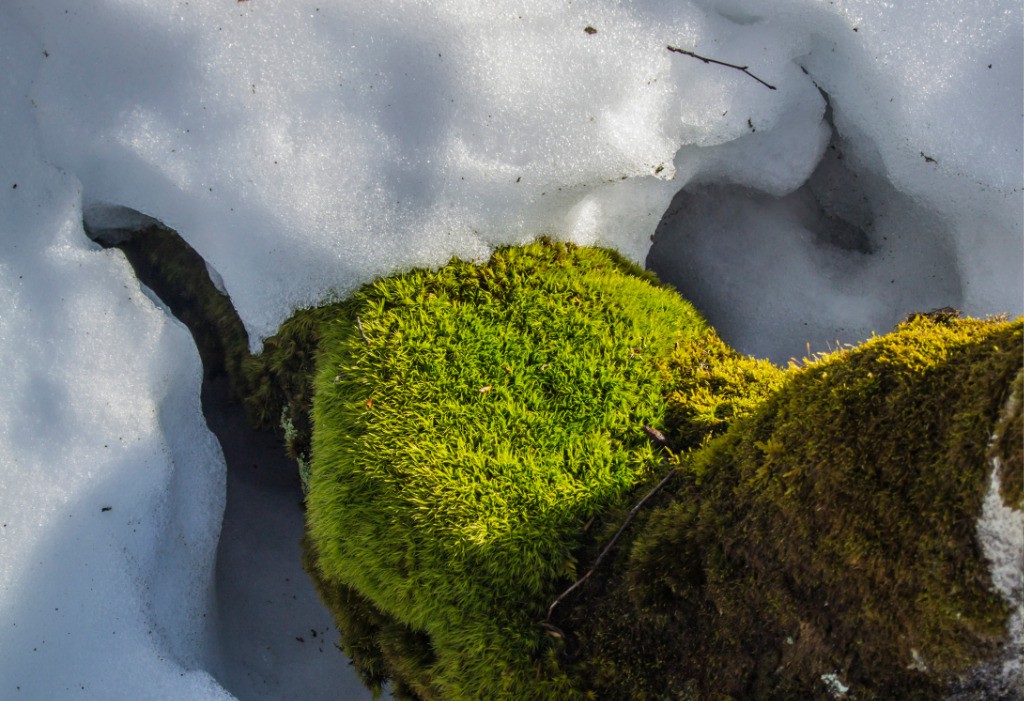 #18 Printemps bien là! Printemps bien là!