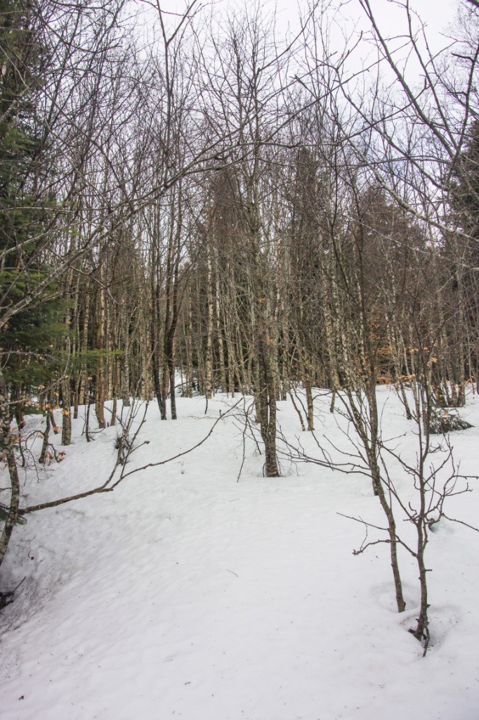 #2 Procher: Trouée à la montée Procher: Trouée à la montée