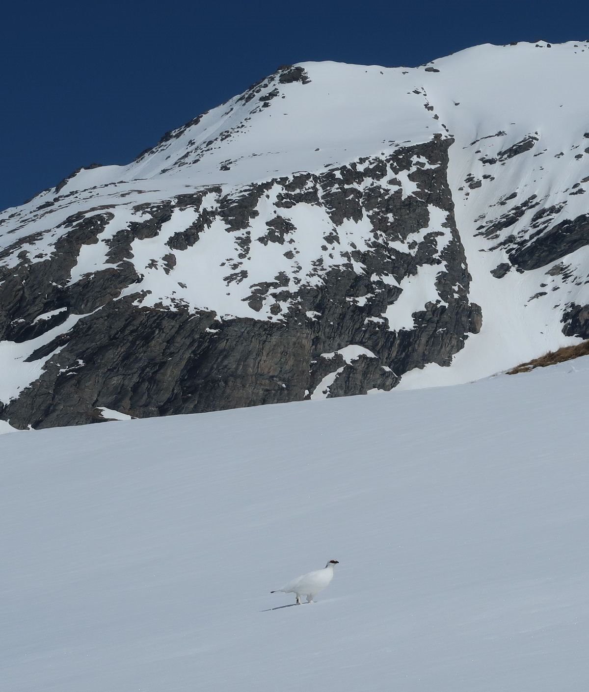 #30 Lagopède Lagopède