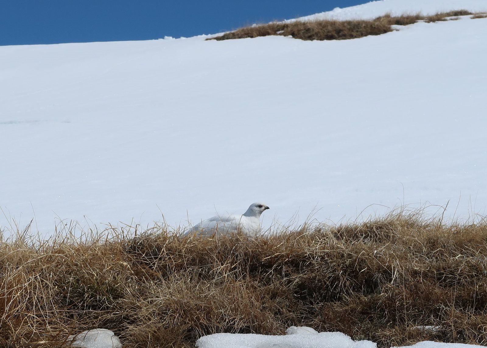 #29 Lagopède Lagopède