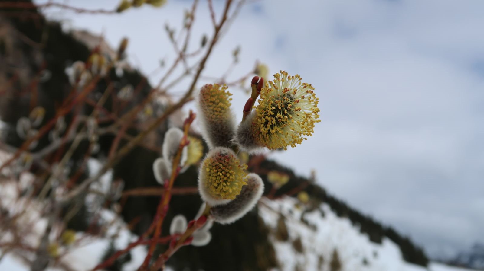 #6 Encore un peu de vert avant le grand blanc Encore un peu de vert avant le grand blanc