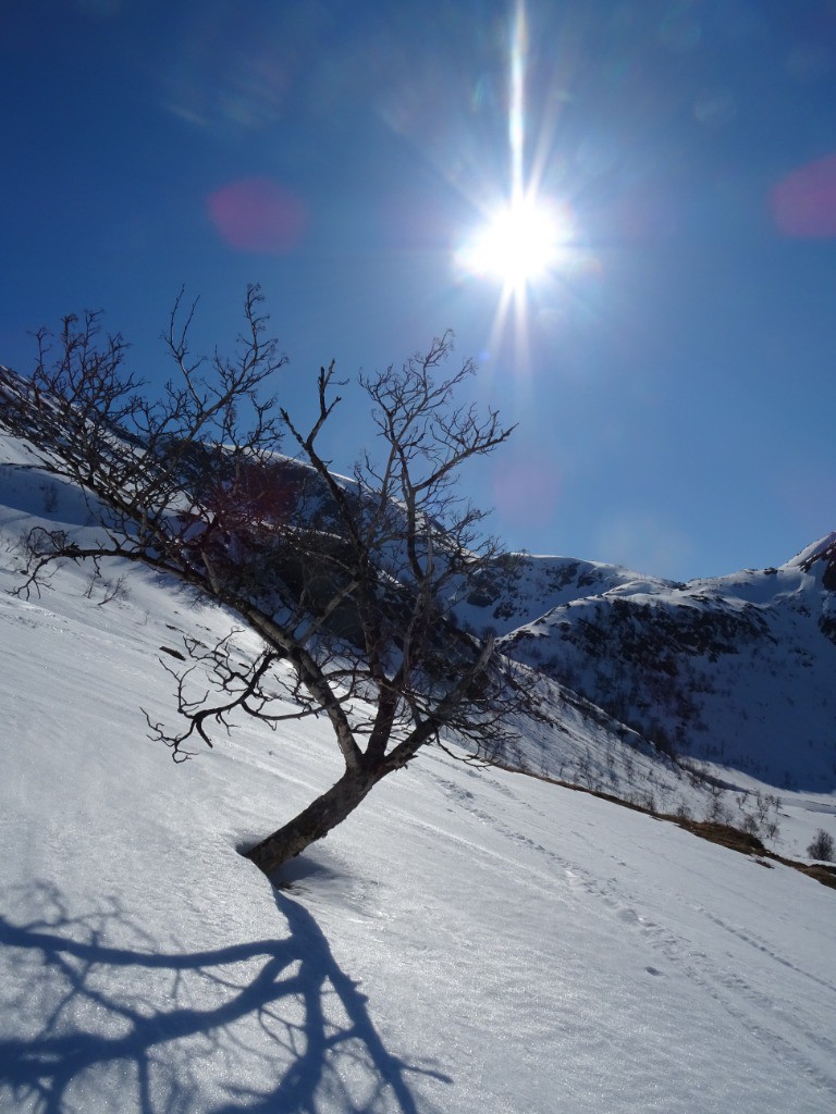 #23 J3 : Arbre solitaire J3 : Arbre solitaire