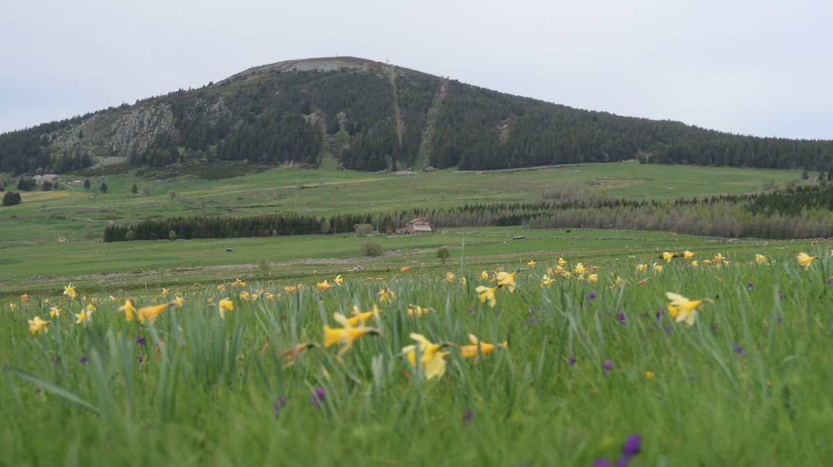 #3 12 mai, le ciel s 12 mai, le ciel s'est couvert, les jonquilles font place aux violettes et aux bouines