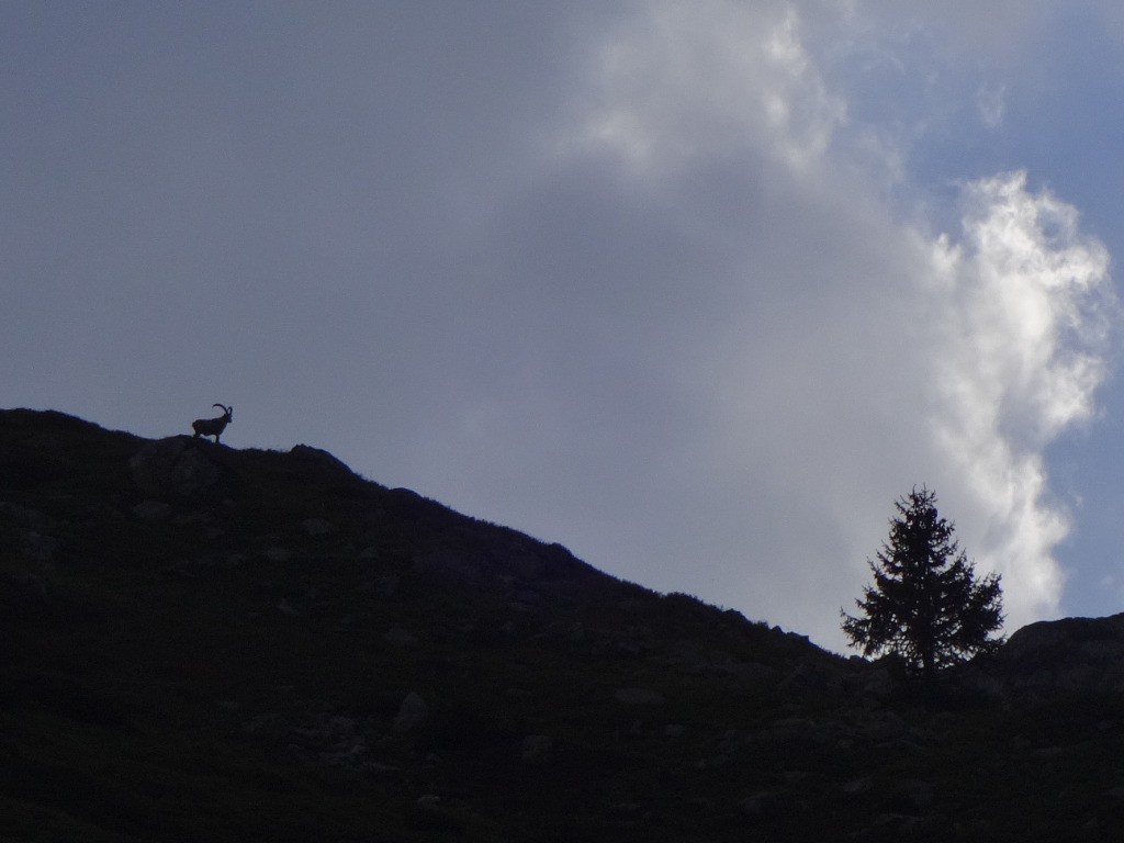 #8 Notre gardien du soir. Notre gardien du soir.