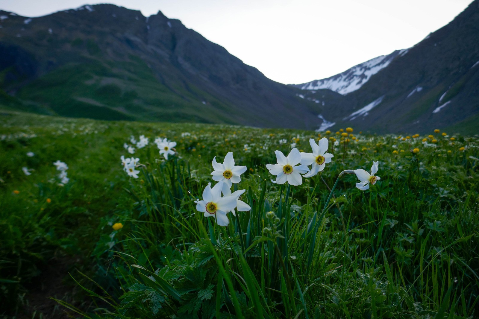 #4 Départ, les narcisses embaument Départ, les narcisses embaument