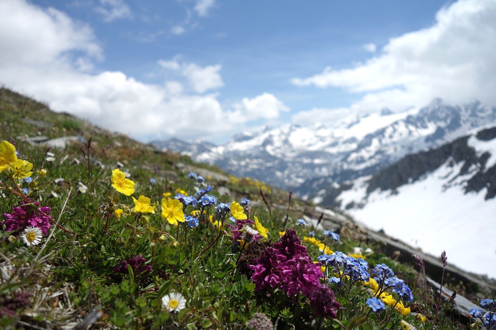 #4 Au sommet du Belvédère..Pas mal de fleurs Au sommet du Belvédère..Pas mal de fleurs