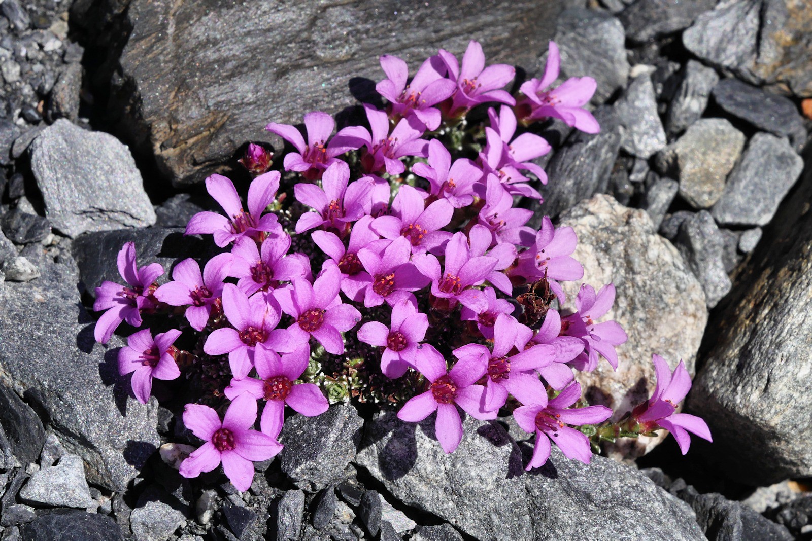 #17 Dédicace à Saxifragette. Dédicace à Saxifragette.