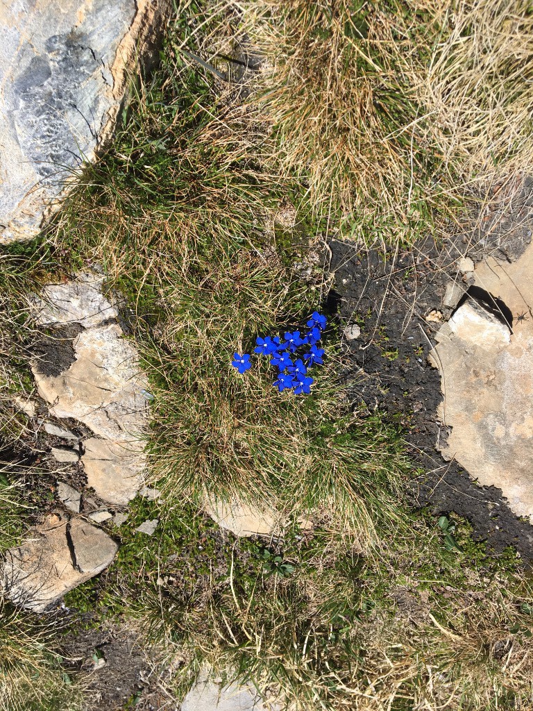 #4 C est l été ! Nom de plante svp ! C est l été ! Nom de plante svp !