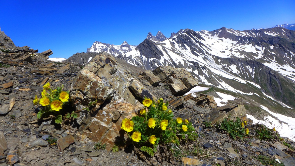 #9 Les benoites font les belles devant les Arves. Les benoites font les belles devant les Arves.