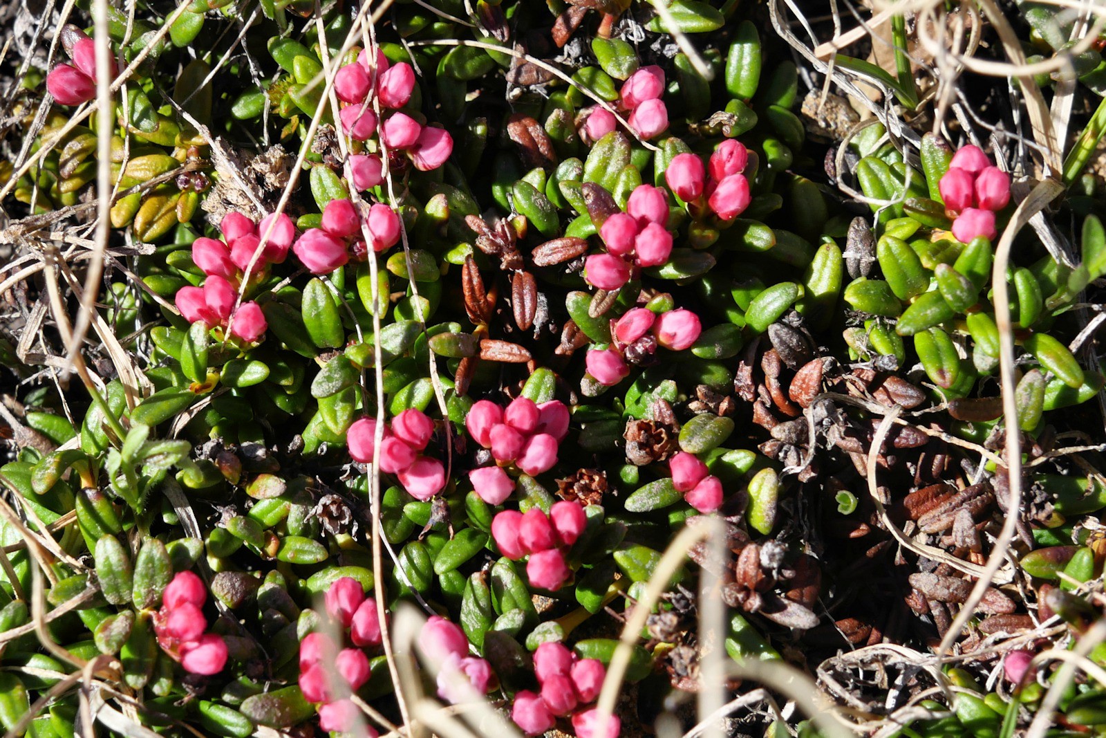 #20 Azalée naine. Azalée naine.