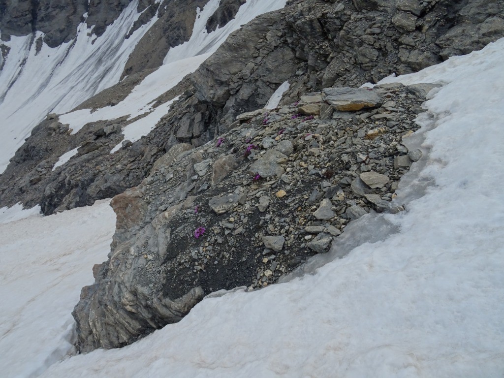#8 Fleurs sur cailloux Fleurs sur cailloux