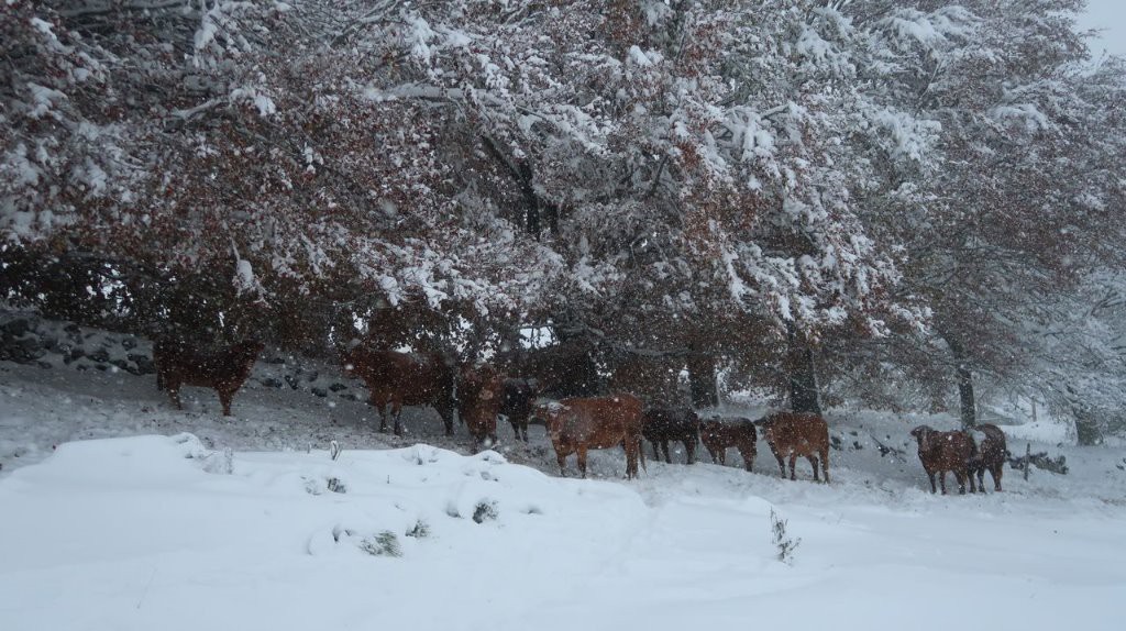 #2 Le troupeau hagard Le troupeau hagard