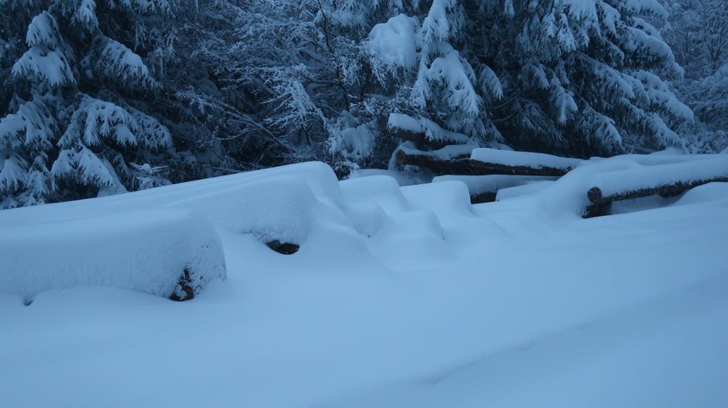 #5 Bois de Tourte et ses allumettes géantes Bois de Tourte et ses allumettes géantes