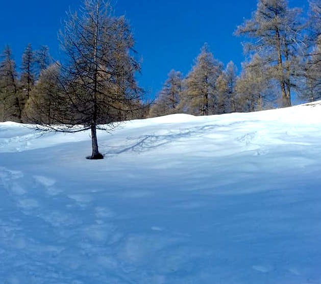 la forêt en neige bien skiable