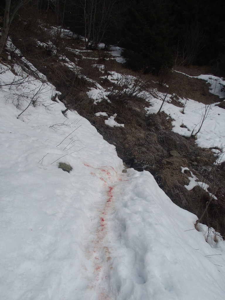 #1 Pauvre bête... trainée sur tout le chemin Pauvre bête... trainée sur tout le chemin