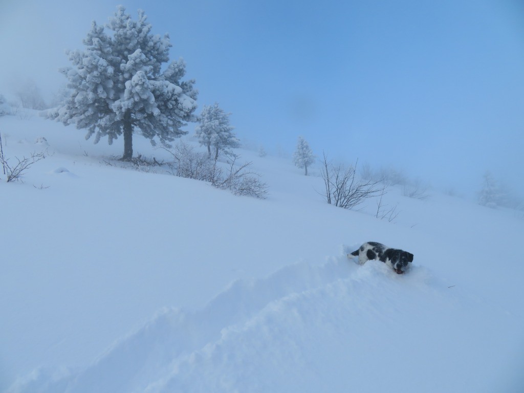 Il ya bien neigé sur ce secteur du Vercors