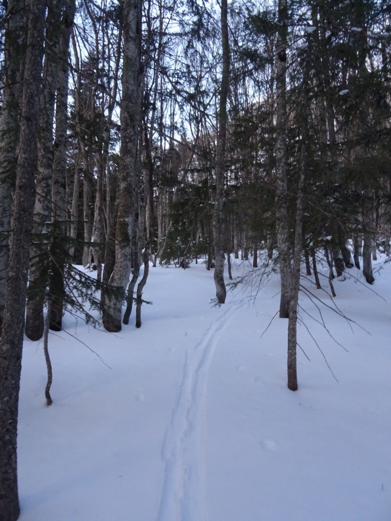 Forêt skiante