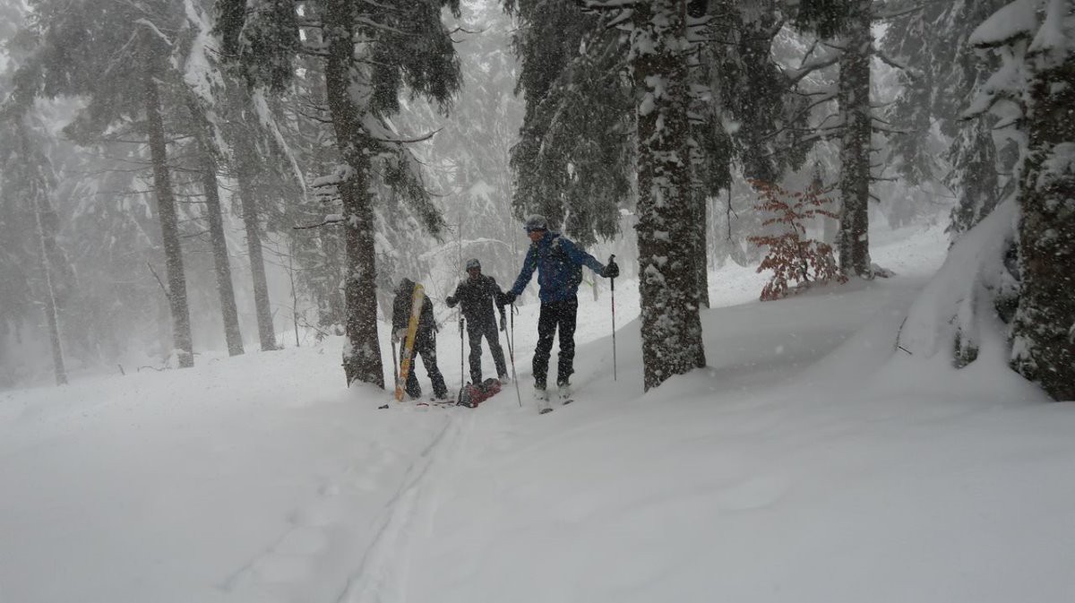 #3 Forêt du Mézenc Forêt du Mézenc