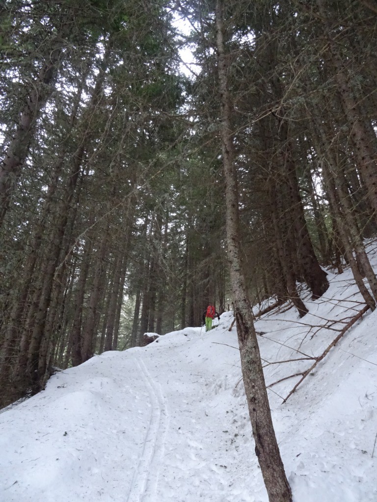 Forêt enchantée