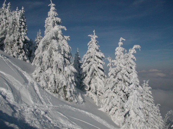 Epicéas au sommet : Les arbres restent enrobés de neige et de givre compact...