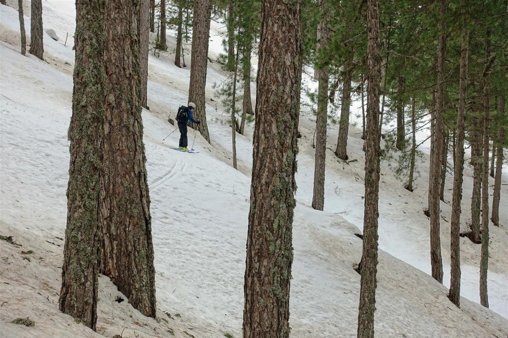 #16 J3 : dans la pinède à 1600 m, taillée pour le ski ! J3 : dans la pinède à 1600 m, taillée pour le ski !