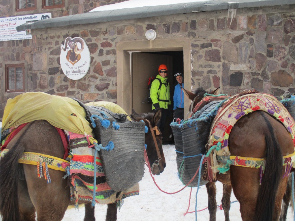 #1 Nos mules dans l Nos mules dans l'attente devant le refuge