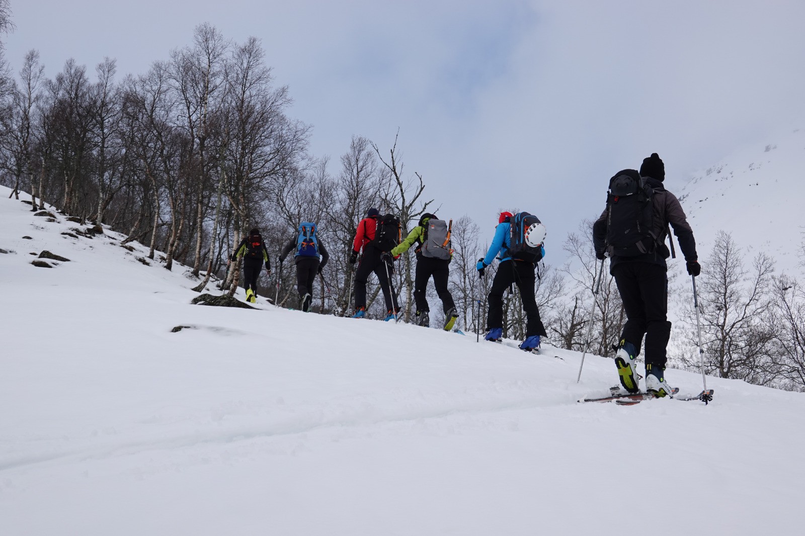 #61 Ascension dans une forêt de bouleaux Ascension dans une forêt de bouleaux