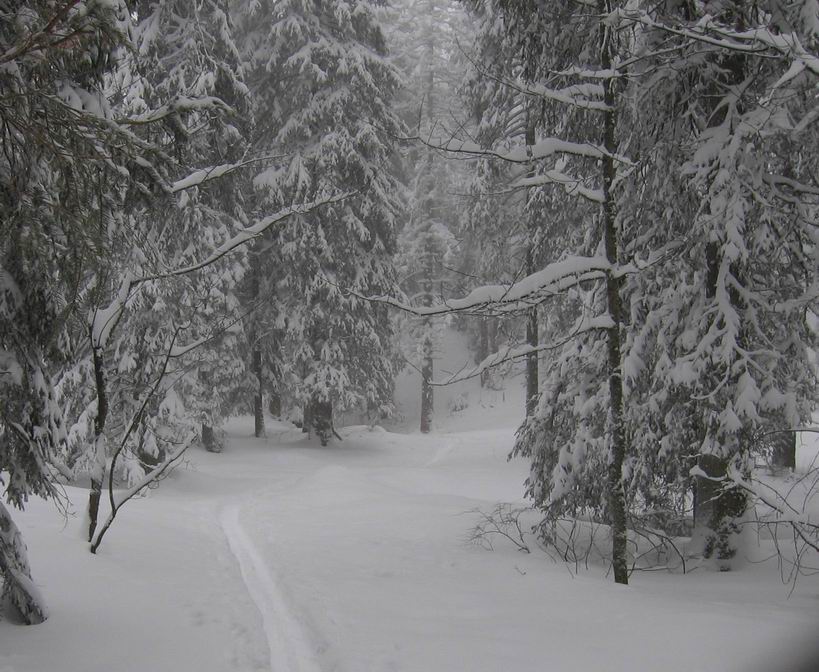 #1 foret de chartreuse : pas mal de neige foret de chartreuse : pas mal de neige
