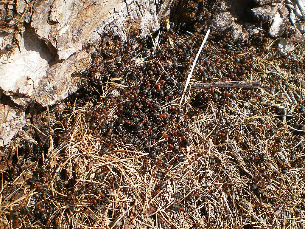 Les fourmis sont déjà sorties !