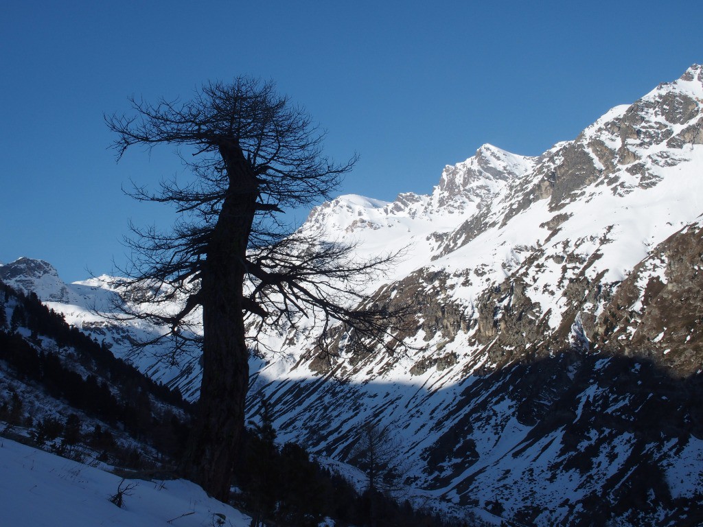 #2 J1: Le baobab d J1: Le baobab d'Etache