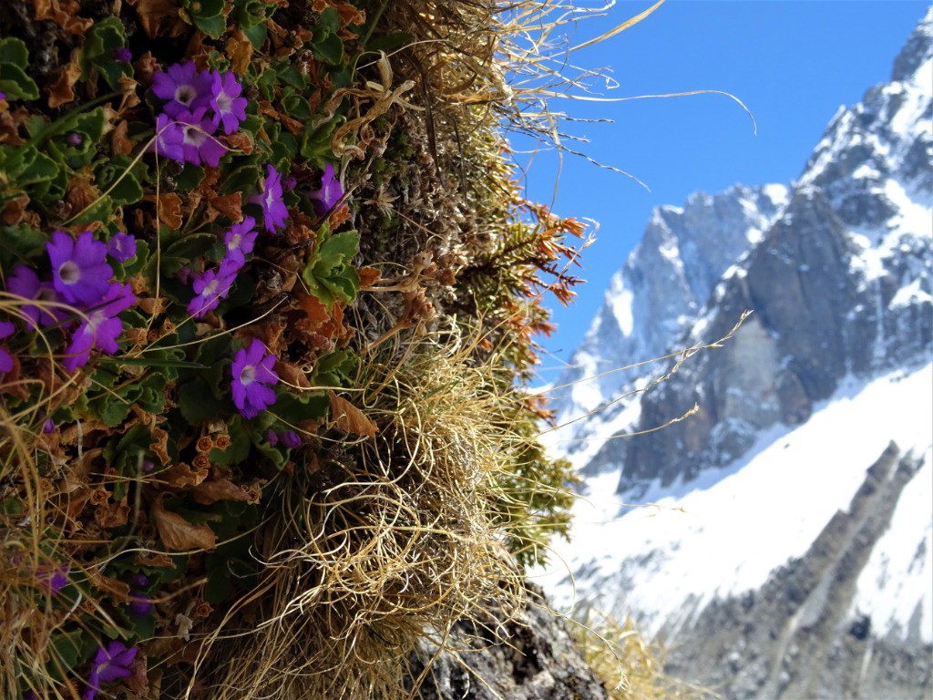 Flore alpine