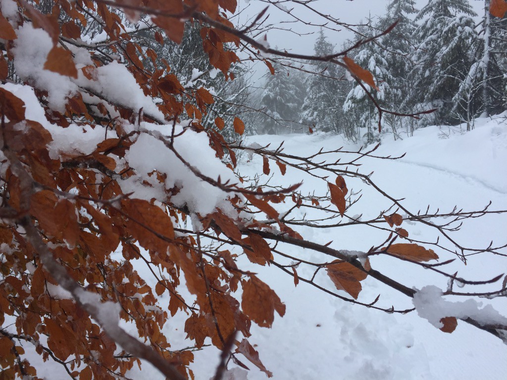 #1 Derniers instants d Derniers instants d'hiver avant le retour de l'automne !