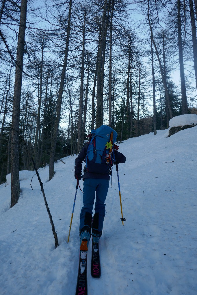 Jour 6 - On retrouve la forêt de Mélézins