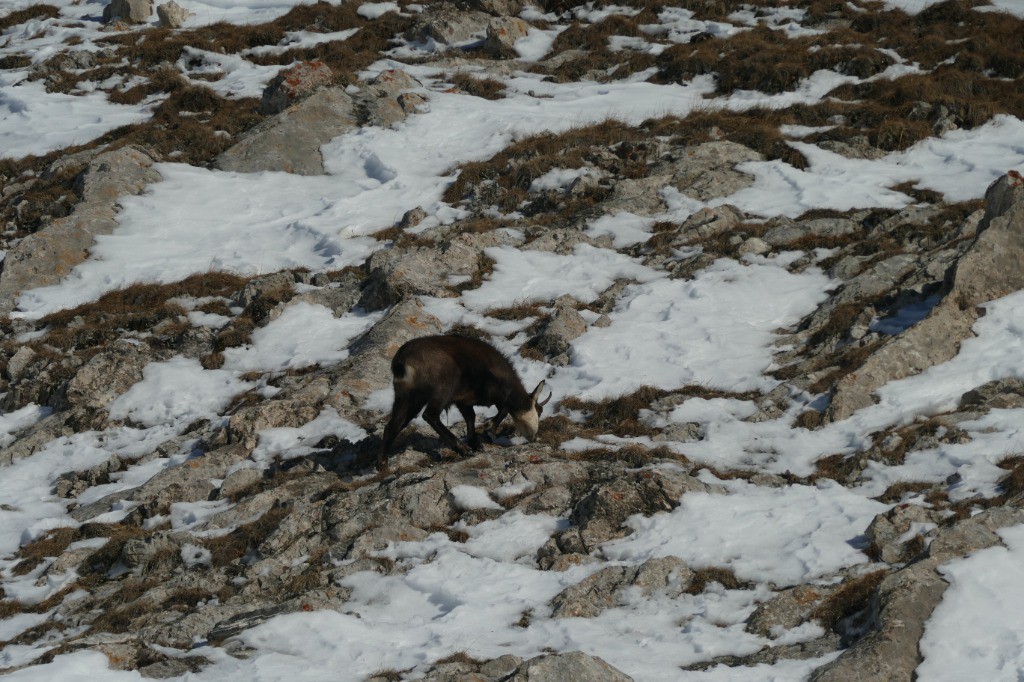 #96 Jour 5 - Chamois solitaire Jour 5 - Chamois solitaire
