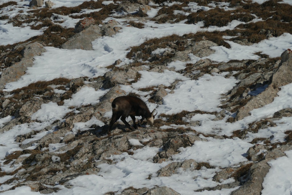 Jour 5 - Chamois solitaire