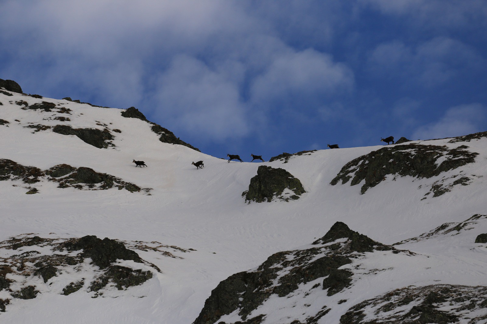 Les bébêtes de montagnes