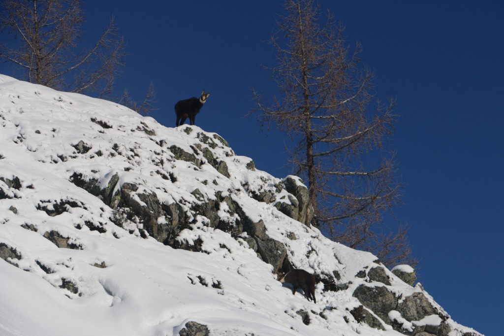 #4 Des curieux Des curieux