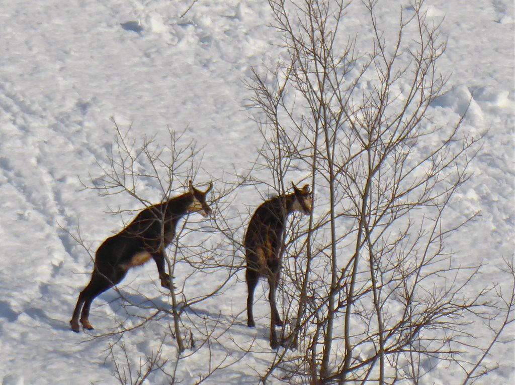 #2 Les chamois se prennent pour des chèvres Marocaines Les chamois se prennent pour des chèvres Marocaines