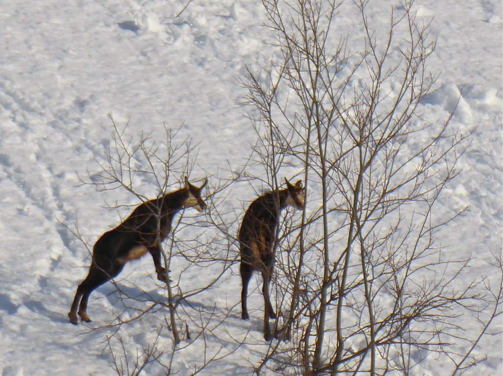 Les chamois se prennent pour des chèvres Marocaines