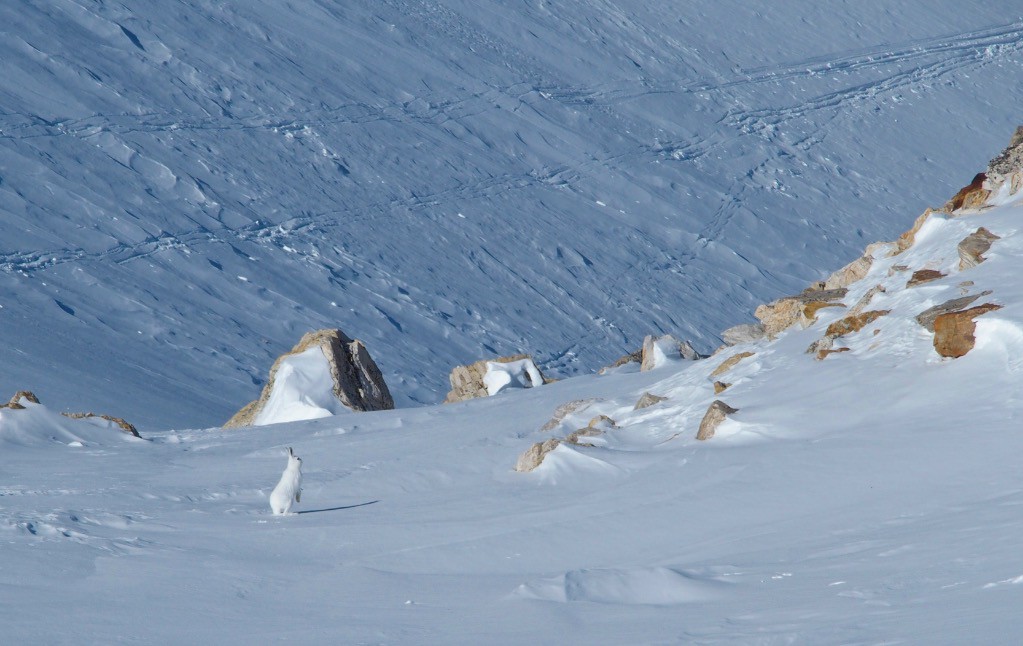 #13 Coucou toi ! Coucou toi !