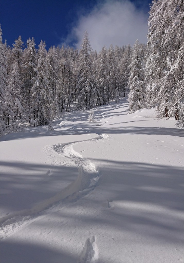 #9 Ski dans la forêt, instant rare! Ski dans la forêt, instant rare!