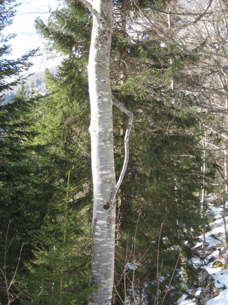 #5 Nimp Nimp' Branche : Au moins, le détour sur la piste de fond m'aura permis de voir ça !