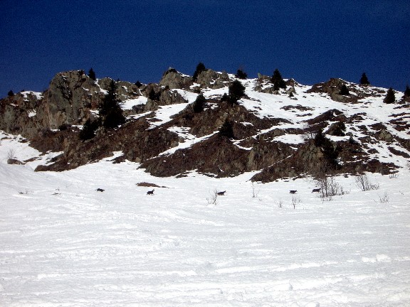 #2 chamois : les seuls randonneurs rencontrés aujourd chamois : les seuls randonneurs rencontrés aujourd'hui...