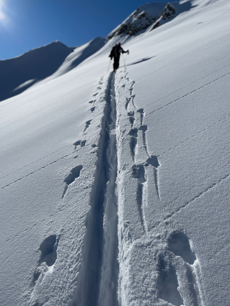 #14 Quel est cet animal? Quel est cet animal?