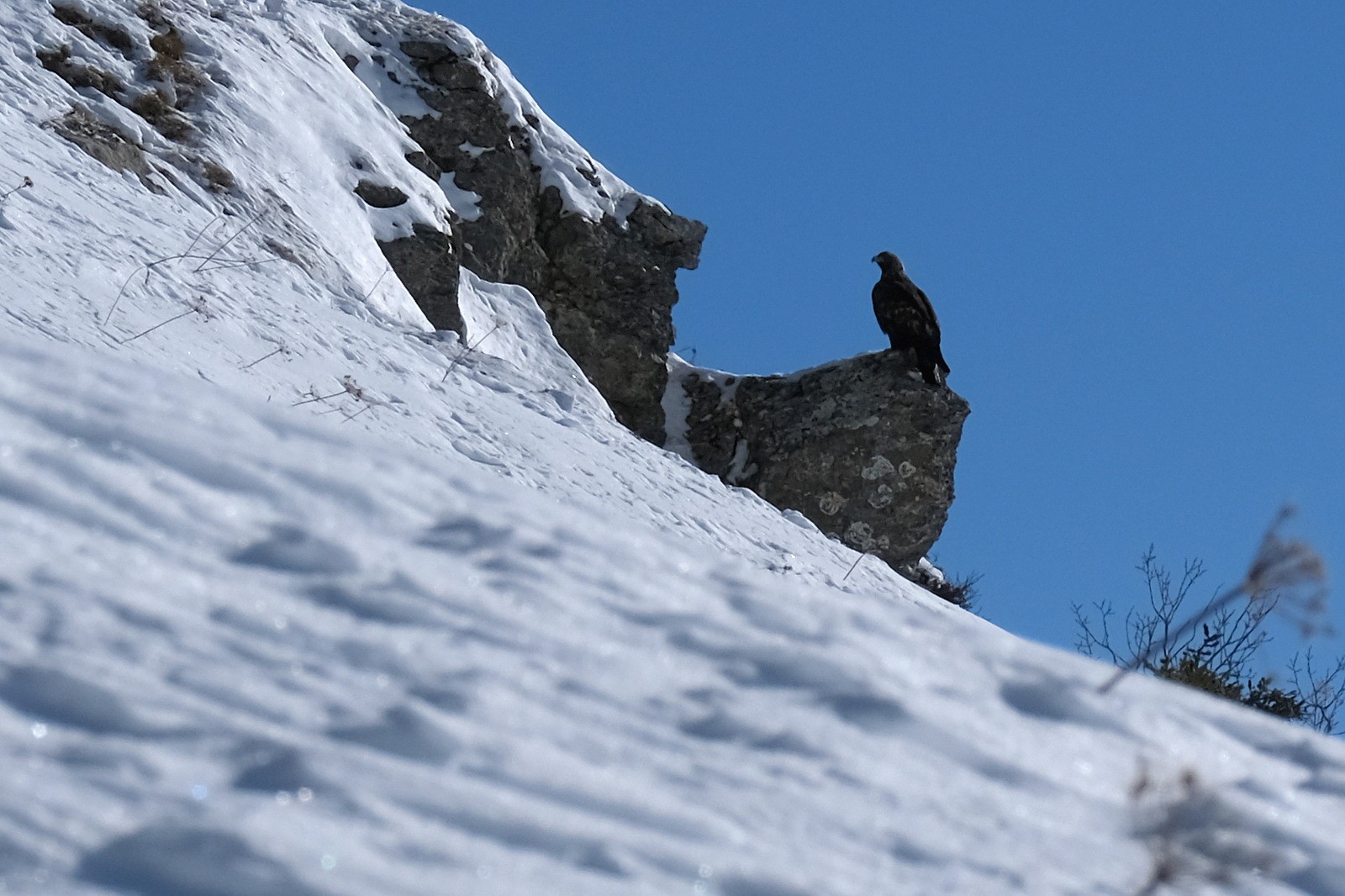 Sur un promontoire rocheux, nous tournant le dos, un aigle royal semble ignorer notre présence...