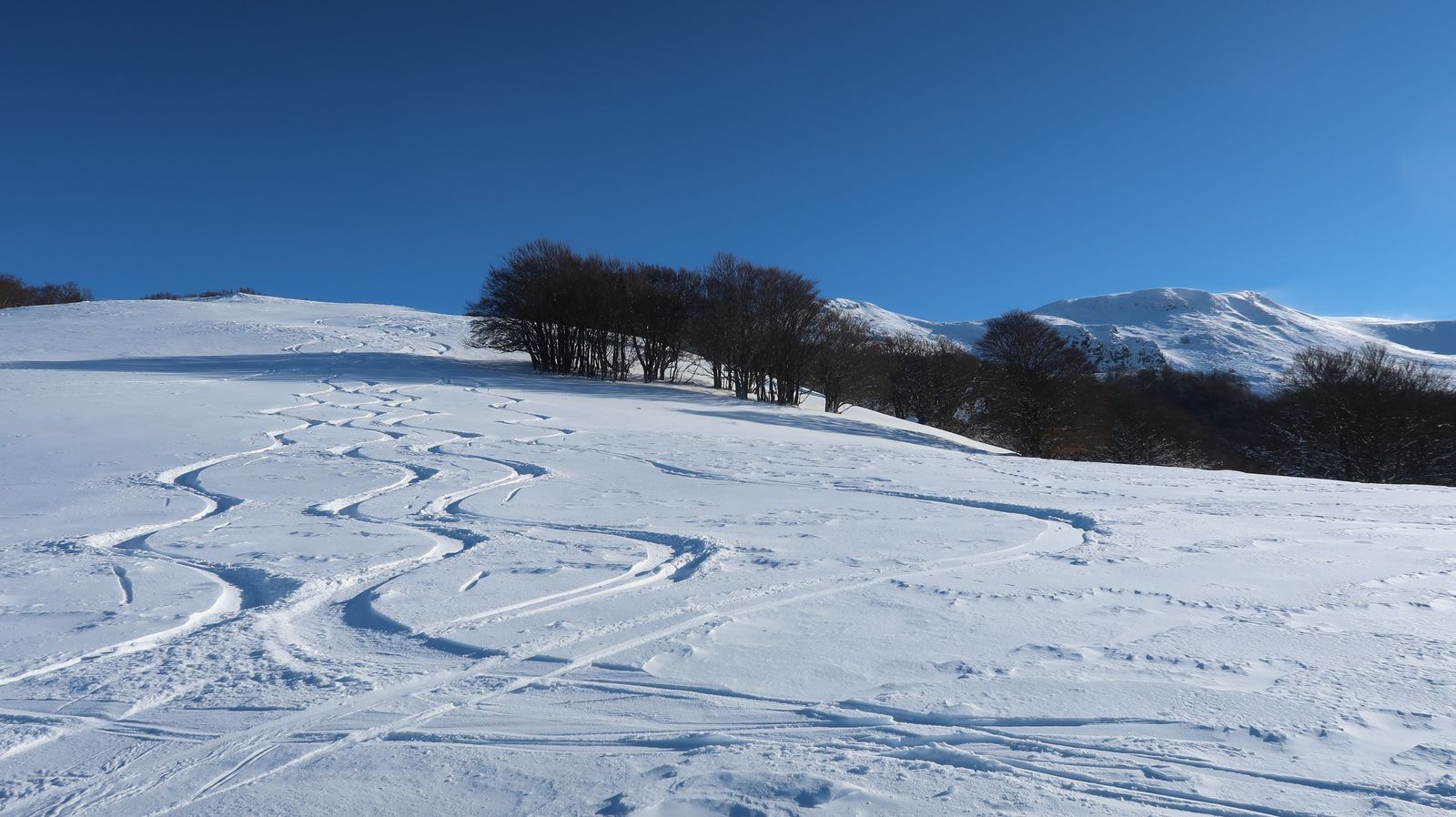 #5 5 traces dans la pente NW du Puy de Niermont 5 traces dans la pente NW du Puy de Niermont